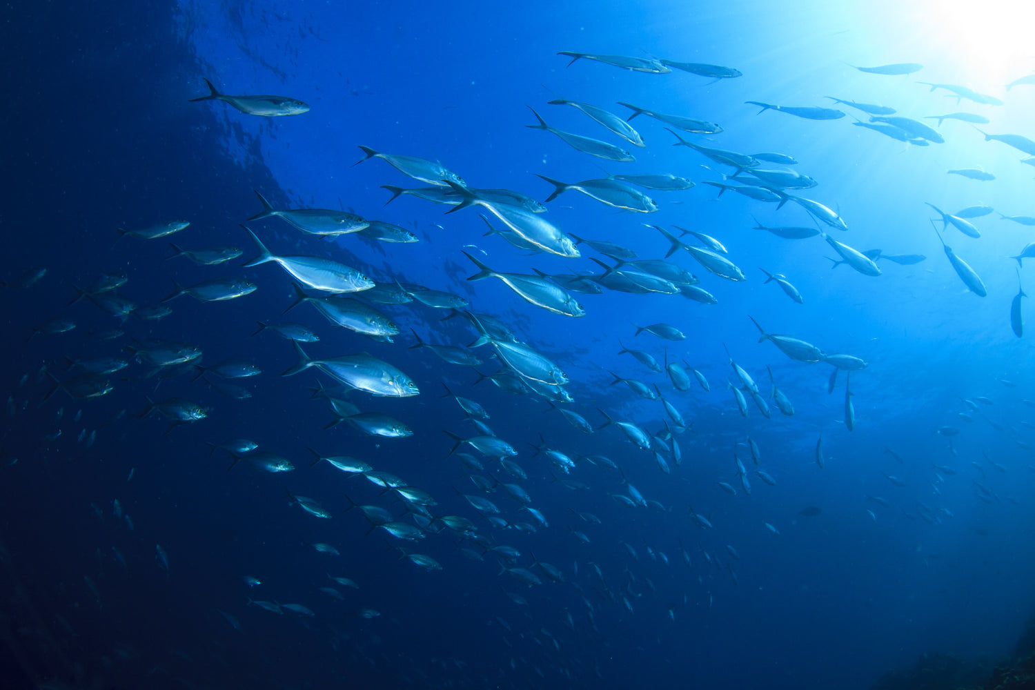 Deep Sea